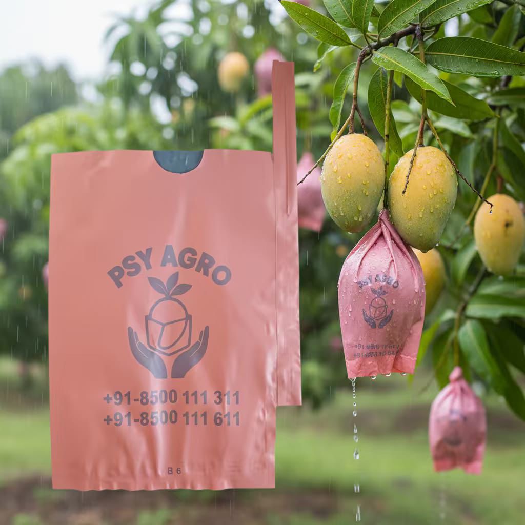 Mango Farm Bagging