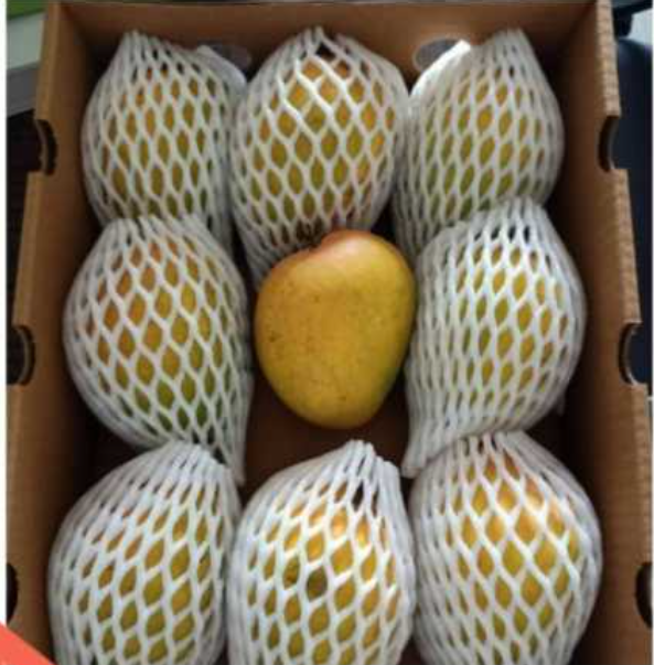 Foam Net Fruit Protector